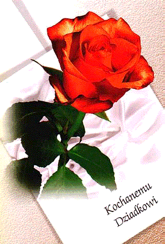 Kochanemu dziadkowi czerwona róża